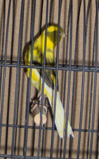 Bernois vert/jaune panach&eacute; intensif