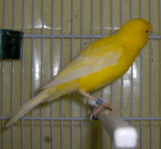 jaune001