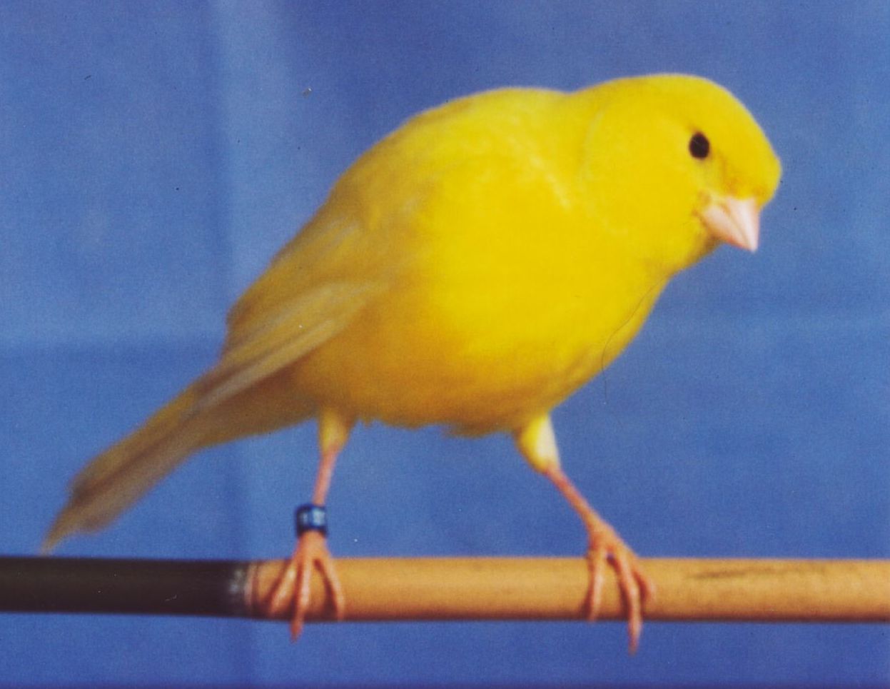 Jaune1